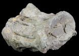 Xiphactinus (Cretaceous Fish) Vertebra - Kansas #60683-3